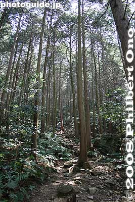 The trail is rocky and rooty, with lots of tree roots.
Keywords: shiga yasu mt. mikami mountain hiking forest trees