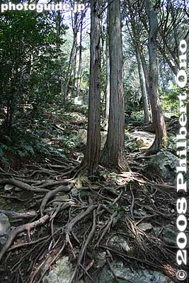 Roots
Keywords: shiga yasu mt. mikami mountain hiking forest trees