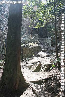 Keywords: shiga yasu mt. mikami mountain hiking forest trees