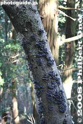 Keywords: shiga yasu mt. mikami mountain hiking forest trees