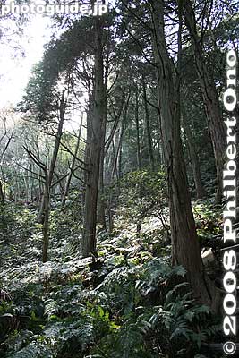 Lots of ferns.
Keywords: shiga yasu mt. mikami mountain hiking forest trees