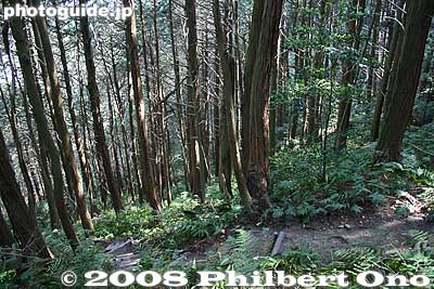 Keywords: shiga yasu mt. mikami mountain hiking forest trees ferns