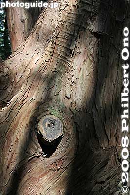 Tree trunk
Keywords: shiga yasu mt. mikami mountain hiking forest trees bark