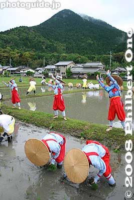 Almost finished planting the rice in this paddy. The festival was over after 11 am.
Keywords: shiga yasu rice paddy paddies planting festival o-taue matsuri