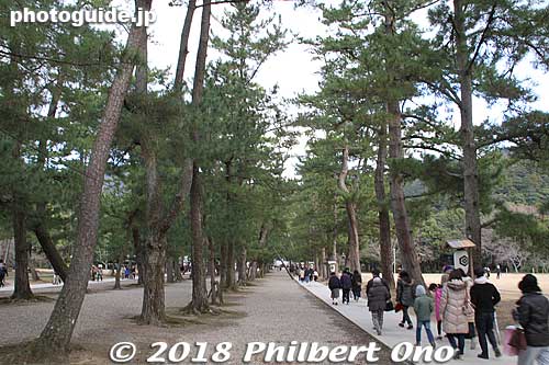 The Sando path to the shrine is actually in the center toward the left of the photo. But they have blocked off the center path to protect the roots of the pine trees. Now thay have made concrete sidewalks outside the center path.
Keywords: shimane Izumo Taisha Shrine