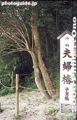 Yaegaki Shrine's wedded trees.
Keywords: shimane matsue japangarden