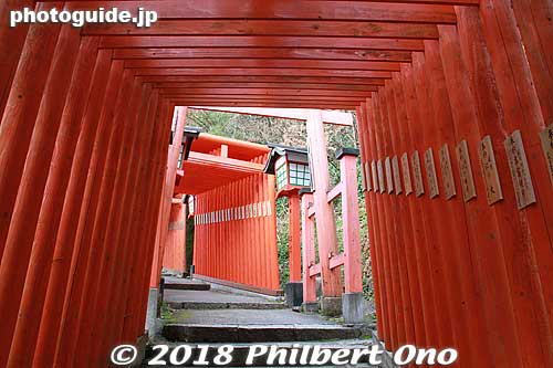 Inside the torii tunnel at Taikodani Inari Jinja Shrine.
Keywords: shimane tsuwano Taikodani Inari Jinja Shrine