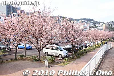 Some cherry trees near the beach.
Keywords: shizuoka atami onsen spa hot spring 