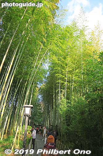 Bamboo forest in Shuzenji Spa, Shizuoka Prefecture. 竹林の小径
Keywords: shizuoka izu shuzenji onsen hot spring