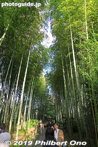 Bamboo forest in Shuzenji Spa, Shizuoka Prefecture. 竹林の小径
Keywords: shizuoka izu shuzenji onsen hot spring japangarden