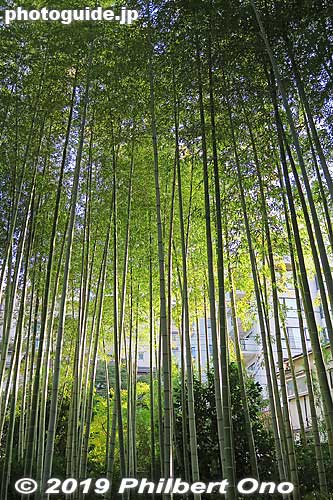 Bamboo forest in Shuzenji Spa, Shizuoka Prefecture. The bamboo is also lit up in the evening. 竹林の小径
Keywords: shizuoka izu shuzenji onsen hot spring japangarden