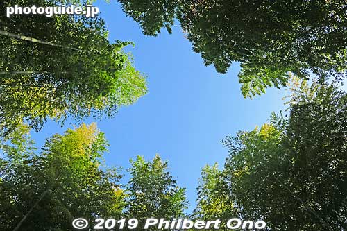Looking up at the sky and bamboo tree tops from the bamboo bed. 竹林の小径
Keywords: shizuoka izu shuzenji onsen hot spring