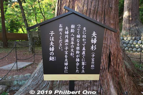 About Shuzenji Temple's wedded trees, about 800 years old.
Keywords: shizuoka izu shuzenji onsen hot spring