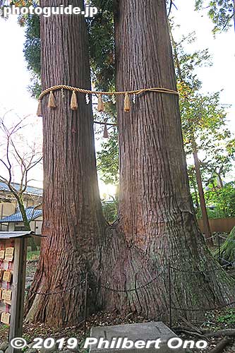 Shuzenji Temple's wedded trees (two tree trunks growing from the same roots). There's also a child tree. Women who want to get married or have children come to pray here.
子宝の杉
Keywords: shizuoka izu shuzenji onsen hot spring