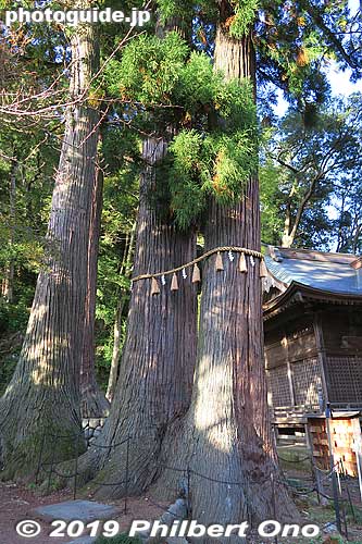 Shuzenji Temple's wedded trees (two tree trunks growing from the same roots) and child tree.
Keywords: shizuoka izu shuzenji onsen hot spring japangarden