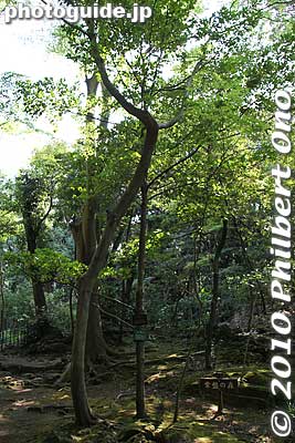 Sakaki tree whose leaves and branches are used in Shinto ceremonies.
Keywords: shizuoka mishima rakujuen garden shinto