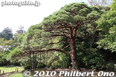 Pine tree いこいの松
Keywords: shizuoka mishima rakujuen garden 