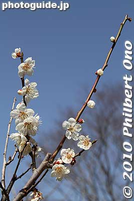 But I did find a plum tree with flowers. Smells nice.
Keywords: shizuoka nihondaira 