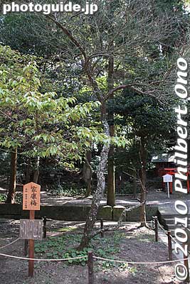 Ieyasu plum tree
Keywords: shizuoka nihondaira 