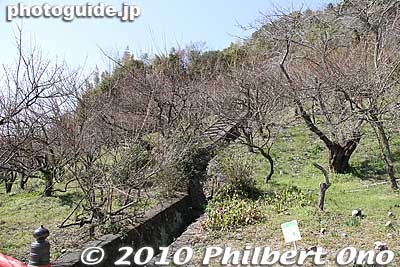 Plum trees
Keywords: shizuoka nihondaira kunozan 