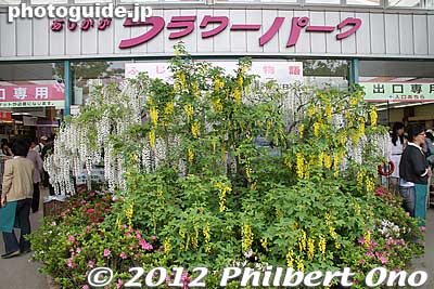 Entrance to Ashikaga Flower Park is guarded by these yellow wisteria. Admission is a pricey ¥2,000 during the wisteria season from late April to early May. It's worth it during peak bloom.
Keywords: tochigi ashikaga flower park wisteria flowers garden
