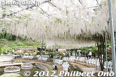 A semi-ring of chairs in front of the Flower Stage. The ceiling has light pink wisteria. うす紅の棚
Keywords: tochigi ashikaga flower park wisteria flowers garden