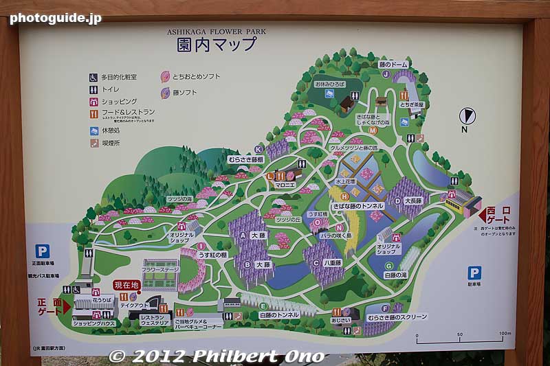 Map of Ashikaga Flower Park. It's large, but compact enough to walk around and see everything. They also light up the flowers at night until 9 pm.
Keywords: tochigi ashikaga flower park wisteria flowers garden