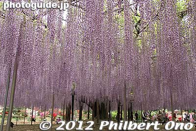 Giant Wisteria at Ashikaga Flower Park in Ashikaga, Tochigi. The trellis is huge and the wisteria strands are long. Super awesome.
Keywords: tochigi ashikaga flower park wisteria flowers japanflower