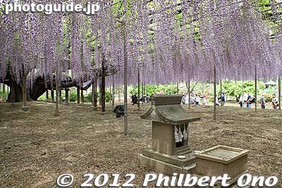 A small shrine under the Giant Wisteria.
Keywords: tochigi ashikaga flower park wisteria flowers garden