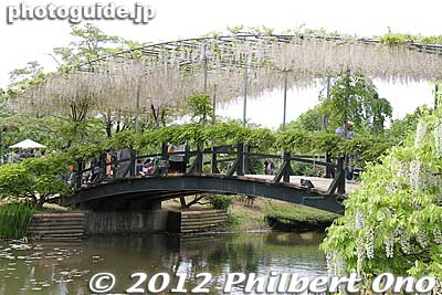 Usubeni Bridge (Light Pink Bridge) with a canopy of light pink wisteria. うす紅橋
Keywords: tochigi ashikaga flower park wisteria flowers garden