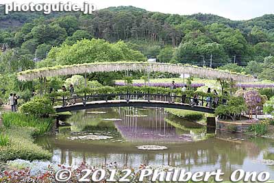 Usubeni Bridge (Light Pink Bridge) with a canopy of light pink wisteria. うす紅橋
Keywords: tochigi ashikaga flower park wisteria flowers garden