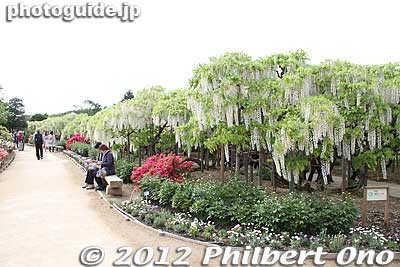Tunnel of White Wisteria. 
Keywords: tochigi ashikaga flower park wisteria flowers garden