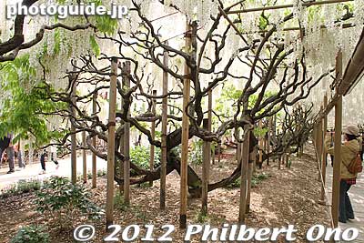 The Tunnel of White Wisteria has wisteria trees planted on both sides. 
Keywords: tochigi ashikaga flower park wisteria flowers garden