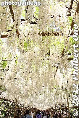 White wisteria in the Tunnel of White Wisteria. 
Keywords: tochigi ashikaga flower park wisteria flowers garden