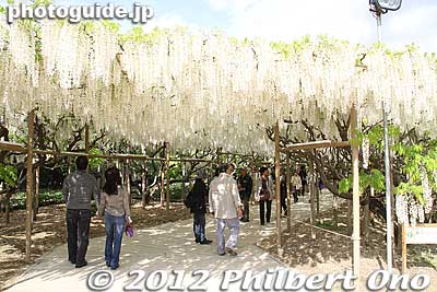 Exit/entrance of Tunnel of White Wisteria. 
Keywords: tochigi ashikaga flower park wisteria flowers garden