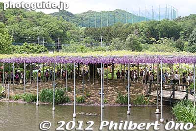 Yae-fuji wisteria trellis.
Keywords: tochigi ashikaga flower park wisteria flowers garden