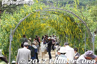 Another focal point is this tunnel of yellow wisteria called Kibana-fuji. きばな藤のトンネル
Keywords: tochigi ashikaga flower park wisteria flowers garden