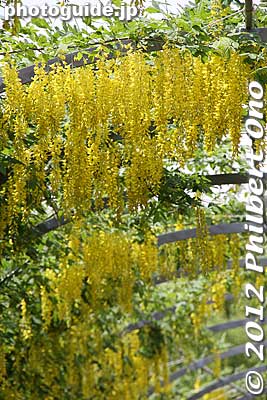 Yellow wisteria
Keywords: tochigi ashikaga flower park wisteria flowers garden