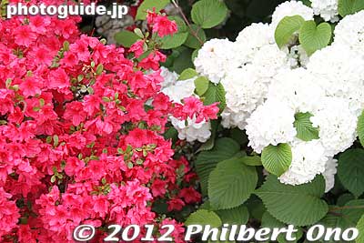 I like to shoot red and white flowers in Japan.
Keywords: tochigi ashikaga flower park wisteria flowers garden