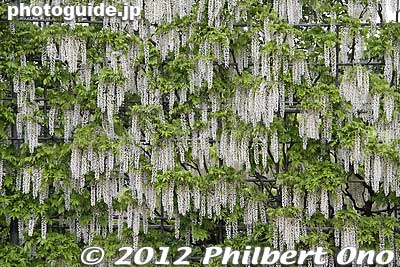 White Wisteria Waterfall. 白藤の滝
Keywords: tochigi ashikaga flower park wisteria flowers garden