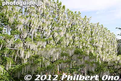 White Wisteria Waterfall. 白藤の滝
Keywords: tochigi ashikaga flower park wisteria flowers japangarden