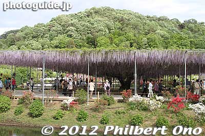 Another large wisteria trellis. 大長藤
Keywords: tochigi ashikaga flower park wisteria flowers garden