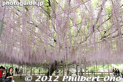 Another large wisteria trellis. 
Keywords: tochigi ashikaga flower park wisteria flowers garden