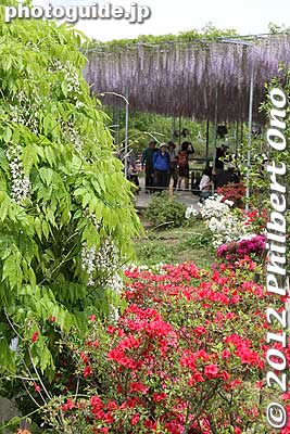 Keywords: tochigi ashikaga flower park wisteria japanflower garden azalea