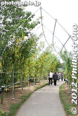 Keywords: tochigi ashikaga flower park wisteria flowers garden azalea
