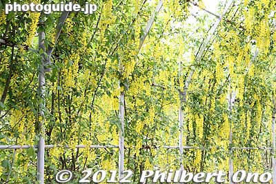 Yellow wisteria
Keywords: tochigi ashikaga flower park wisteria flowers garden azalea