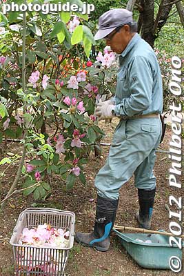 Pruning the withered flowers.
Keywords: tochigi ashikaga flower park wisteria flowers garden rhododendron