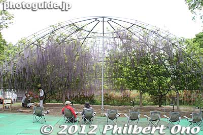 Wisteria Dome 藤のドーム
Keywords: tochigi ashikaga flower park wisteria flowers garden