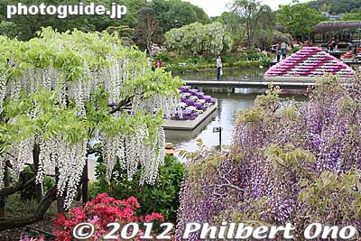 Ashikaga Flower Park, Tochigi.
Keywords: tochigi ashikaga flower park wisteria flowers japangarden azalea