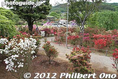 Keywords: tochigi ashikaga flower park flowers garden azalea